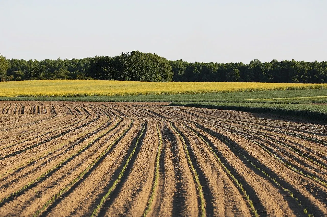 Planting rows in a farm field